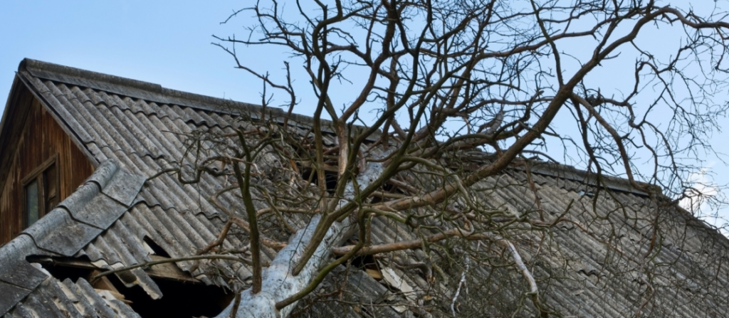 Leafless tree beside a home illustrating weather-related property insurance considerations.