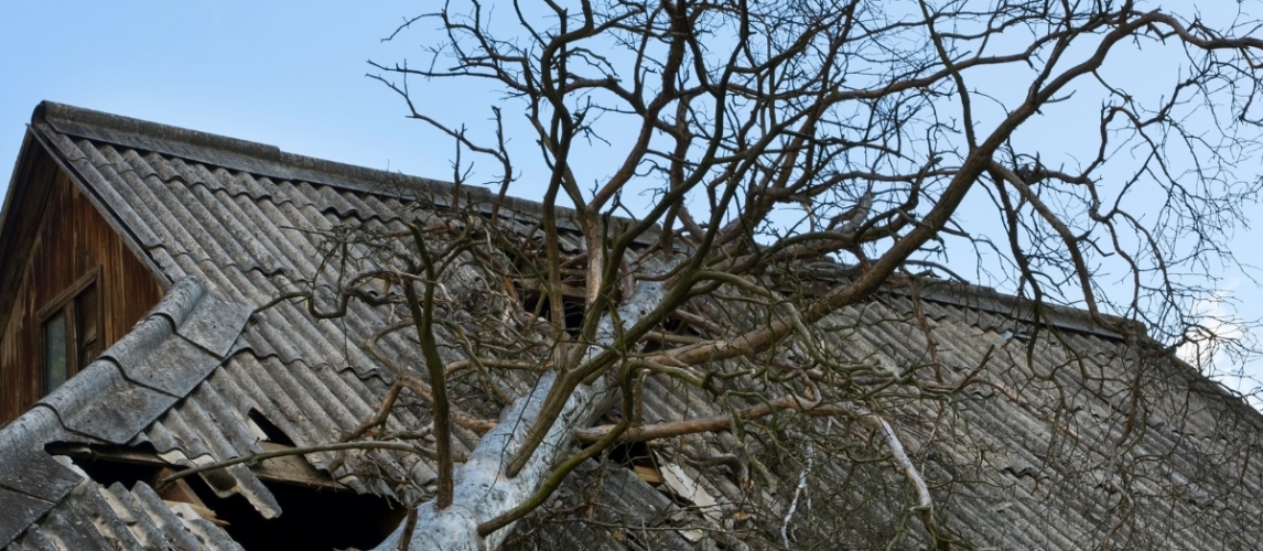 Leafless tree beside a home illustrating weather-related property insurance considerations.